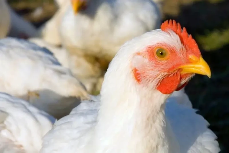 أسعار الفراخ البيضاء اليوم بورصة الدواجن المصرية اليوم الاربعاء 26 يونيو 2024 اسعار كرتونة البيض مع تفاوت الأسعار والبحث المستمر للمواطنين والتجار،