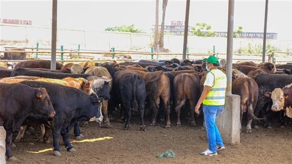 هل ثقل وزن الأضحية يجزئ عن السن.. مجدي عاشور يجيب قال الدكتور مجدي عاشور المستشار السابق لمفتي الجمهورية أن سن الأضحية عند بعض الفقهاء أمر تعبدي فقط بمعني طالما أن النبي التزم به ف