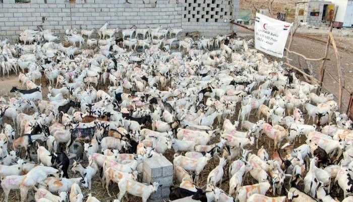 الهلال الأحمر الإماراتي يدخل الفرحة على أهالي حضرموت بعشرات الأضاحي دشنت هيئة الهلال الأحمر الإماراتي، مشروع توزيع لحوم الأضاحي في محافظة حضرموت. وجرى خلال اليوم الأول لعيد الأضحى 