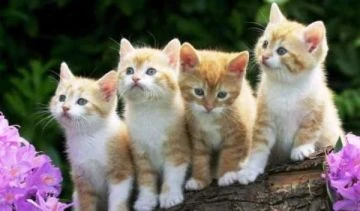 العثور على قطط متجمدة في شوارع المغرب تحدث جدلا لايف ستايل موقع افاق عربية - الفن نشر بتاريخ: ١٨ حزيران ٢٠٢٤ أحدث اكتشاف جثث وأعضاء لقطط متجمدة داخل