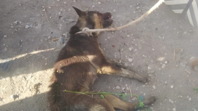 القبض على المتهم بتعذيب كلب حتى نفوقه بالمرج نجحت الأجهزة الأمنية بوزارة الداخلية، في كشف ملابسات ما تم تداوله عبر موقع التواصل الاجتماعي فيسبوك بشأن