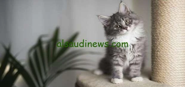 هل القطط تذهب إلي الحج.. لماذا تختفي القطط في يوم عيد الاضحى؟ مع اقتراب عيد الأضحى المبارك، يلاحظ العديد من الناس ظاهرة اختفاء القطط من الشوارع، مما يثير تساؤلات حول سبب هذا الاختف