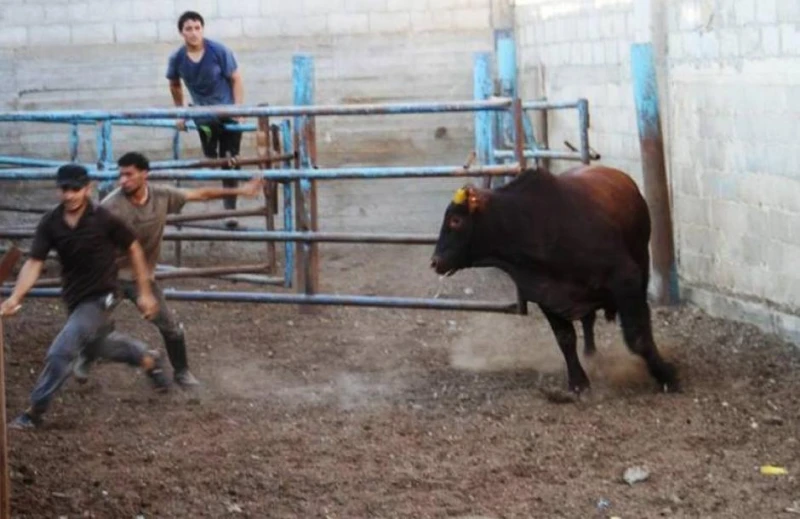 بعد ذبح الأضحية: اعرف الطريقة السليمة لتشميع اللحوم وحفظها بعد ذبح الاضحية ازاي نتعامل مع اللحوم ، وايه هي الطريقة الصحيحة لحفظها ، وما هي المدة