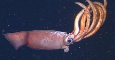 الروبوتات المتقدمة تحت الماء تكتشف الحبار في أعماق البحار شاهد المقال التالي من صحافة مصر عن الروبوتات المتقدمة تحت الماء تكتشف الحبار في أعماق