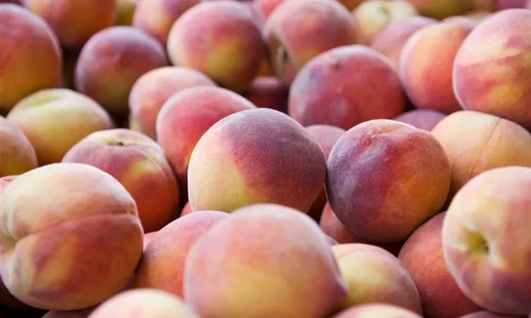 مفاجأة.. ماذا يحدث للسكر في جسمك عند تناول الخوخ؟ أثناء فصل الصيف، ينتظر الكثيرون بشوق تناول الخوخ، ولكن هل تعلم ما يحدث لمستويات السكر في جسمك عند