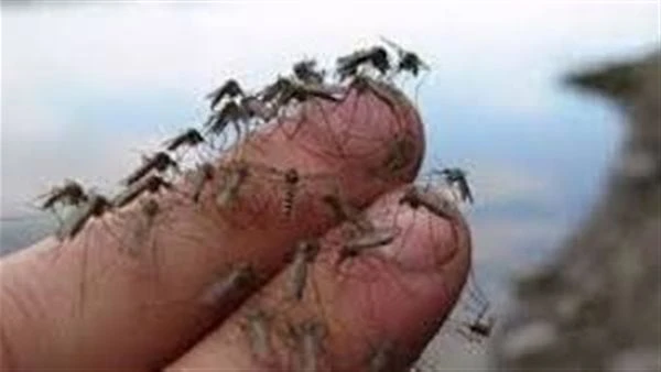 البعوض المصري يهاجم تل أبيب قتلى وإصابات واسعة داخل الاحتلال مع تفشي حمى النيل ذكرت صحيفة كالكاليست العبرية، أن هناك انتشارا كبيرا لحمى النيل، وذلك