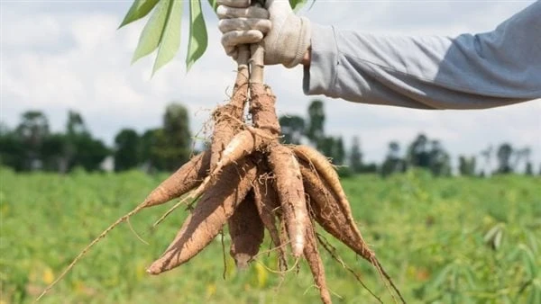 كنز غذائي واقتصادي.. ما هو محصول الكاسافا بديل القمح؟ محصول الكاسافا يعد من المحاصيل الزراعية ذات الجدوى الاقتصادية العالية، إذ يدخل في العديد من الصناعات الغذائية بسبب محتواه الغن