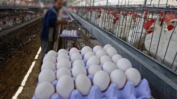 أسعار البيض اليوم تعاود التراجع بالأسواق.. مفاجأة في الدواجن البيضاء الآن تراجعت أسعار البيض في الأسواق اليوم الاربعاء 26-6-2024 بكافة أنواعه بنحو 8 جنيهات ، بعد أن ارتفع بداية الأ