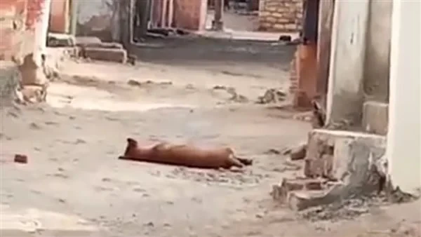 الداخلية تكشف تفاصيل تعدي شخص علي كلب وقتله بالسويس كشف الأجهزة الأمنية بوزارة الداخلية ملابسات ما تم تداوله عبر إحدى الصفحات على موقع التواصل