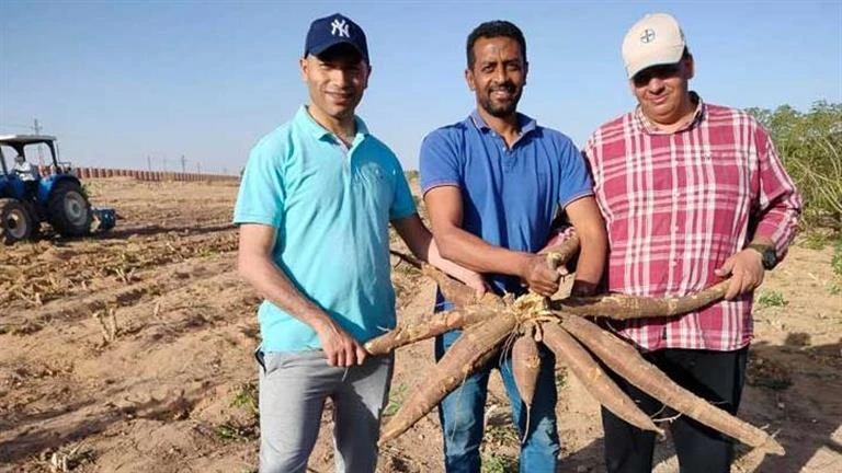 حدث ليلا الزراعة تكشف استخدامات نبات الكاسافا بديل القمح. افاق عربية حدث ليلا الزراعة تكشف استخدامات نبات الكاسافا بديل القمح. افاق عربية يستخدم