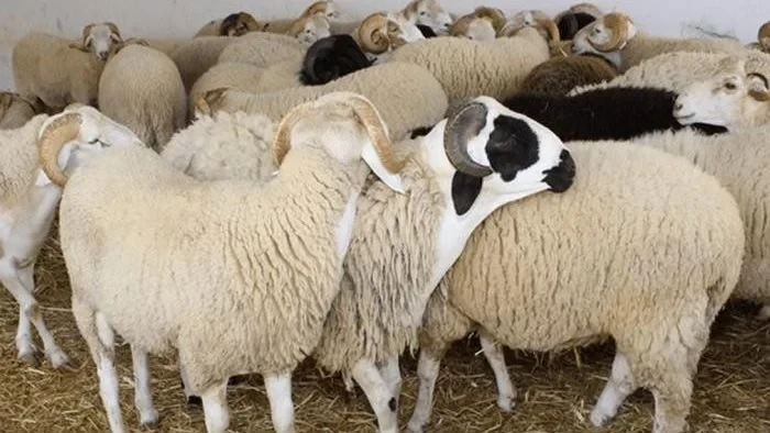 قبل الاضحية والعيد.. تعرف على اسعار الخرفان اليوم قائم فى جميع المزارع ومحلات الجزارة المصرية مع اقتراب عيد الأضحى 2024 يزداد اهتمام المسلمين بمعرفة أسعار الأضاحي، وخاصة الخرفان، ا