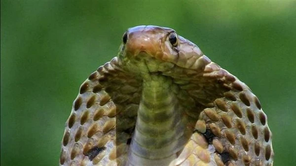 حكايه الأخوين والحېه كامله يروى أنه كان هناك أخوين متحابين تشاركا كل شيء في الحياة حتى الإبل الذي كان يعتبر رمزا للسلطة والجاه وفي يوم من الأيام عم