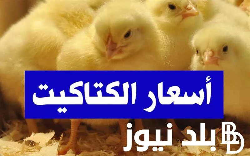 الكتكوت بكام؟.. اسعار الكتاكيت اليوم الاربعاء 26 يونيو 2024 للمستهلك في الاسواق المحلية ارتفعت مؤشرات البحث من قبل الكثير من المستهلكين عن اسعار