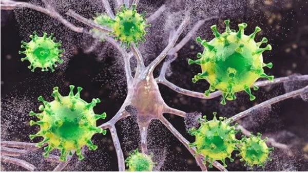 تناول هذه الأعشاب في الصيف يقوي المناعة تفاصيل يزيد موسم الصيف من خطر الإصابة بالعدوى والأمراض مثل الأنفلونزا، يخلق الطقس الرطب ودرجات الحرارة المتقلبة أرضا خصبة للبكتيريا والفيروس