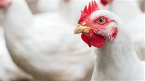 أسعار الفراخ في بورصة الدواجن الرئيسية اليوم 25 يونيو 2024 نستعرض أسعار الفراخ في بورصة الدواجن الرئيسية، حيث تشمل سعر كيلو الفراخ البيضاء، والفراخ