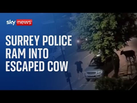 بقرة شاردة ليلا في شوارع إنجلترا دهستها سيارة شرطة وأثارت غضبا دهست سيارة شرطة بقرة شاردة في الشوارع ليلا في مقاطعة سوراي جنوب إنجلترا. خرت تحت عجلات