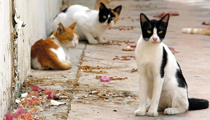 اختفاء القطط بمصر في عيد الأضحى.. ماذا حدث لالكائنات الرقيقة؟ بعكس ما هو معتاد لها من انتشار في الشوراع المختلفة خلال الأيام العادية، رصد عدد كبير من سكان مصر اختفاء القطط منذ صباح