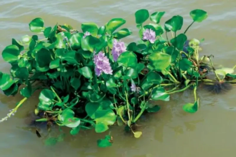 ظهور نبات غريب في نهر النيل.. وزارة الموارد المائية والري توضح ان اعداده بالمليارات أعلنت وزارة الموارد المائية والري عن جهودها المكثفة لمواجهة