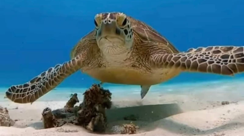 حوادث بحرية بالغردقة.. إنقاذ سلحفاة بحرية ونفوق أخرى كشفت جمعية حماية البيئة بمدينة الغردقة أنه تم إنقاذ سلحفاة من الموت، فيما نفقت أخرى في حادثين