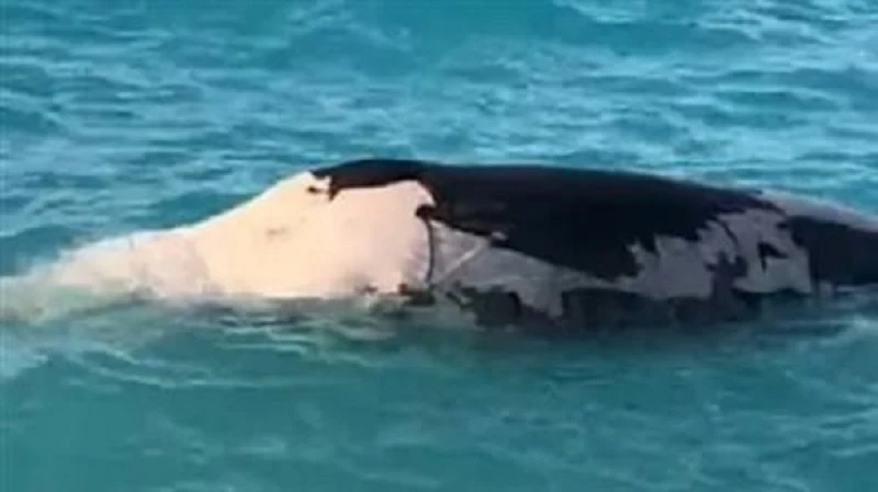 البيئة تكشف حقيقة ظهور حوت خطير بالساحل الشمالي أثار حالة من الذعر بين المصطافين البيئة تكشف حقيقة ظهور حوت خطير بالساحل الشمالي أثار حالة من الذعر