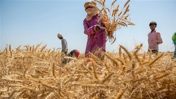 ارتفاع درجات الحرارة يهدد إنتاج القمح في الهند تسببت التغيرات المناخية وارتفاع معدلات درجات الحرارة في انخفاض إنتاج القمح في الهند، والذي يعد ثاني