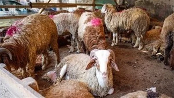 ما حكم التباهي بالأضحية وهل تجوز في الديك والدجاجة؟.. أزهري يجيب ما حكم التباهي بالأضحية وهل تجوز بالديك؟ سؤال أجابه الدكتور مختار مرزوق عبدالرحيم