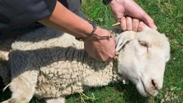 حكم نحر المرأة أضحية العيد .. الإفتاء تصحح اعتقادا خاطئا قالت دار الإفتاء إنه لا حرج في نحر المرأة أضحية العيد، ولا مانع من ذلك من الناحية الشرعية،