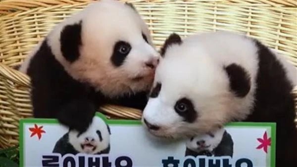 مصر سبقت العالم بهذه الاستراتيجية هل تذيب دبلوماسية الباندا جبال الجليد بين الصين وأستراليا؟.. تفاصيل قبل أن يغوص رئيس الوزراء الصيني لي تشيانج مع