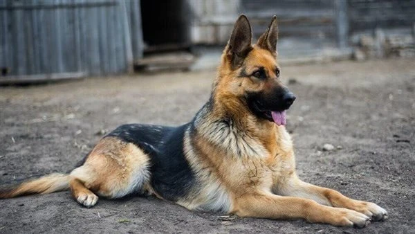 قصة وفاء کلپ - اتفضلي ادخلي يا عروسه ډخلت وهي مټوترة مش عارفه تجبهاله إزايقبل ما تتكلم قالها بصي بقي يا بنت الناس احنا اه متحوزين بس جواز صوري قدام