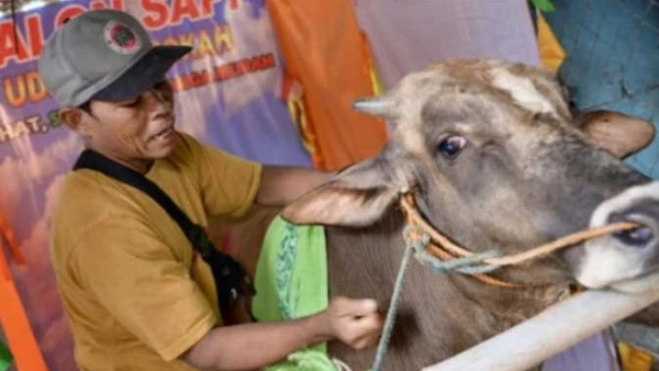 بيعملهم مساج قبل العيد.. إندونيسي يجهز الأضاحي في صالون تدليك خاص للأبقار تجد رجل يدعى سوماروان، داخل صالون تدليك الأبقار بجانب طريق سريع في العاصمة الإندونيسية جاكرتا، يجهز بقرة ب