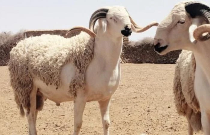 الشروط الأساسية لذبح أضحية العيد على الطريقة الاسلامية. أكادير24 24 تعتبر الأضحية من أهم الشعائر الإسلامية في عيد الأضحى، ومن الطاعات والتقرب إلى المولي عز وجل، و إمتثال أوامره و ن