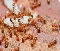 ما تفسير حلم النمل لابن سيرين؟ تفسير حلم النمل، إن رؤية النمل من الرؤى المعقدة في تأويلها والتي يثار حولها جدل وخلاف بين دائرة كبيرة من الفقهاء، وذلك لأن النمل محمود في عدة حالات، 