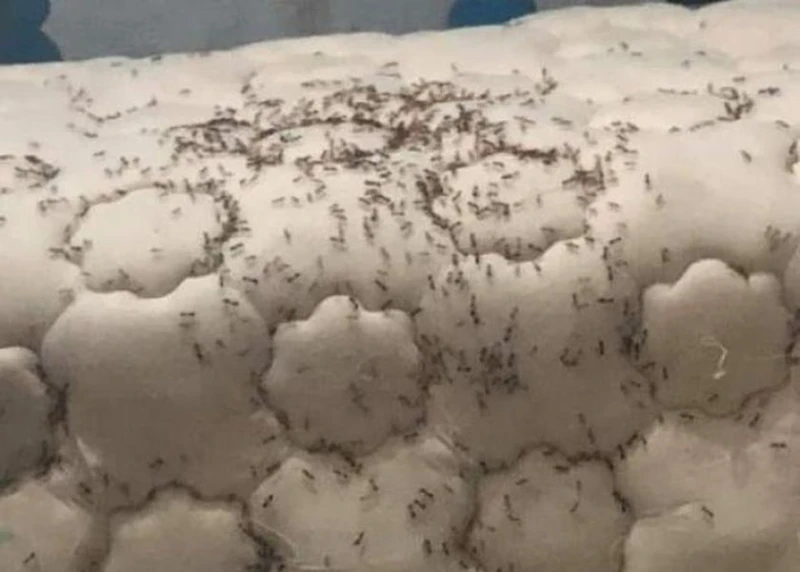 في 3 خطوات.. كيفية التخلص من النمل داخل منزلك نهائيا هن شاهد المقال التالي من صحافة مصر عن في 3 خطوات كيفية التخلص من النمل داخل منزلك نهائيا، مطبخ يشكل انتشار النمل داخل المنزل أز