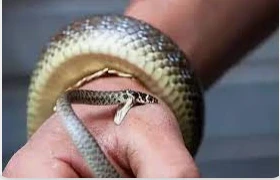 ما هو تفسير حلم لدغة الثعبان في اليد للمتزوجة لابن سيرين؟ ما هو تفسير حلم لدغة الثعبان في اليد للمتزوجة لابن سيرين؟، من الرؤى التي تثير الكثير من