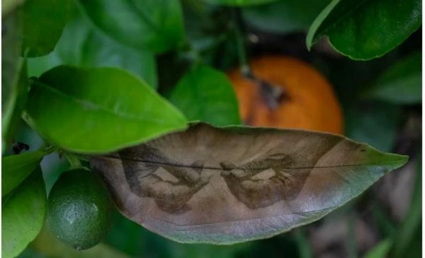 أوراق النباتات الحية لوحات تحتضن رسومات بديعة بانوراما شاهد المقال التالي من صحافة الأردن عن أوراق النباتات الحية لوحات تحتضن رسومات بديعة، عمون تبدع