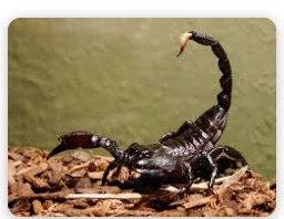 تأويلات ابن سيرين لرؤية العقرب في المنام للعزباء رؤية العقرب في المنام للعزباء من الأحلام الموحشة التي تثير شعور بالقلق الممزوج بالحيرة لدى الرائية