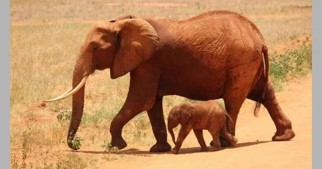 دراسة جديدة تترجم اللغة السرية لذكور الفيلة لايف ستايل شاهد المقال التالي من صحافة البحرين عن دراسة جديدة تترجم اللغة السرية لذكور الفيلة، تصدر