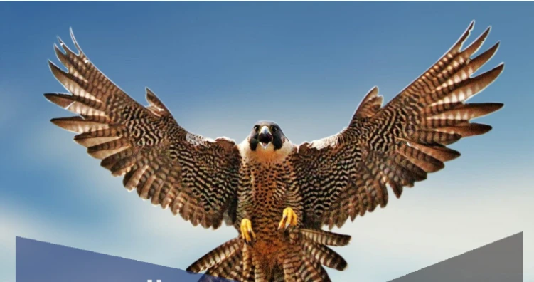 تعرف على تفسير حلم الصقر لابن سيرين تفسير حلم الصقر ، يتميز الصقر بقوته الشديدة وأنه يعطي الدلالات القوية للرائي من خلال الحلم ويفكر الإنسان في الأمور الجيدة التي يمتلكها قريبا مع 