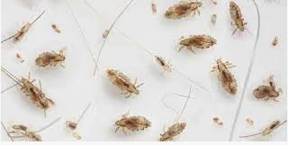 ما معنى القمل في الحلم لابن سيرين؟ ما معنى القمل في الحلم لابن سيرين؟، تؤدي رؤية القمل الشعور بالتوتر الاشمئزاز، حيث أن القمل حشرة مضرة تصيب الشعر