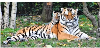 تعرف على تفسير النمر في الحلم لابن سيرين والإمام الصادق النمر في الحلم يعتبر من الأحلام التي تسبب قلق ورعب شديد للعديد من الأشخاص فور الاستيقاظ من