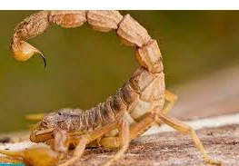 أهم 50 تفسير لحلم العقرب للمتزوجه أهم 50 تفسير لحلم العقرب للمتزوجه، لا شك أن رؤية الحيوانات المخيفة مثل العقرب تجعلنا نمر بحالة من الضيق والحزن، فإن