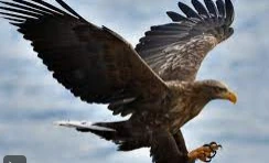 تعرف على تفسير النسر في المنام لابن سيرين النسر في المنام، إن رؤية النسور من الرؤى التي تؤول على وجوه عدة، فالنسر دال على الملك والسلطة، كما يرمز إلى