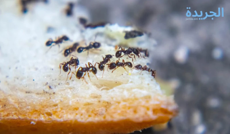 بأسهل طريقة.. القضاء على النمل بالصيف نهائيا بأفضل الطرق 2024 صابون نباتي وماء نستطيع إعداد بخاخ من خلال مزج ربع كوب من الصابون السائل النباتي مع ربع لتر من الماء، ثم نضيف الخليط ف