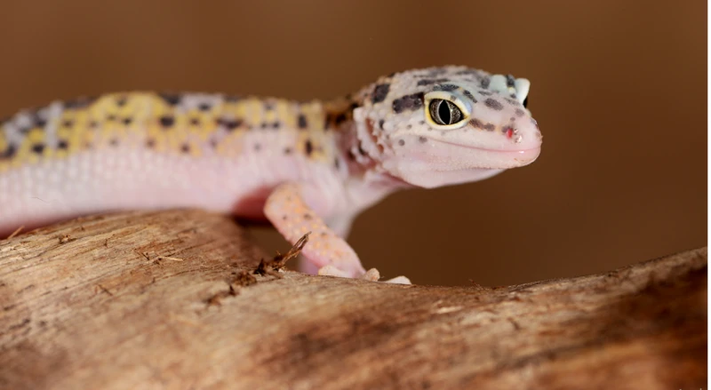 تفسير قتل الوزغ في المنام لابن سيرين وضرب الوزغ حلم و ذبح الوزغ في المنام قتل الوزغ في المنام، تحمل تلك الرؤية في ثناياها الكثير من التفسيرات