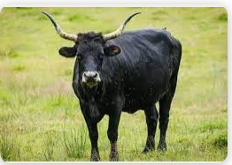 تعرف على تفسير الثور في المنام لابن سيرين الثور في المنام، يرى المفسرون أن الحلم يحمل العديد من التأويلات التي تختلف باختلاف تفاصيل المنام وشعور الرائي، وفي سطور هذا المقال سوف نتح