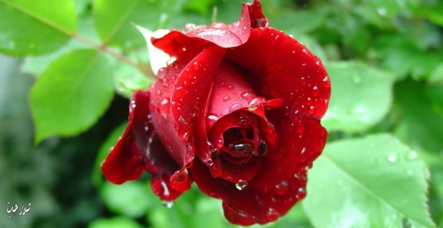 ما تفسير حلم الورود لابن سيرين؟ تفسير حلم الورود، إن رؤية الورود من الرؤى المحمودة التي تحظى باستحسان واسع من قبل الفقهاء، والورود تعبر عن الطيبات من