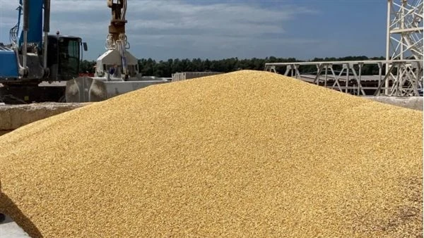 وصلت إلى أدني مستوى.. استقرار أسعار صادرات القمح الروسياستقرت أسعار صادرات القمح الروسية الأسبوع الماضي، حيث يقول محللين إن الأسعار وصلت إلى أدنى مستوى لها مع تردد المزارعين في الب