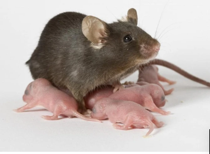 تفسير حلم الفئران الصغيره لابن سيرين تفسير حلم الفئران الصغيرة في المنام من الأحلام غير المحمودة، حيث تشير الفئران إلى أعداء ومشاكل وخلافات بين