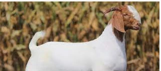 ما هو تفسير شراء الخروف في المنام لابن سيرين؟ ما هو تفسير شراء الخروف في المنام لابن سيرين؟، لا شك أن الحيوانات لها تأويلات مختلفة في المنام، إلا أن