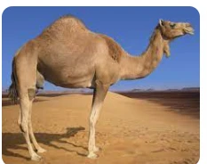 تأويلات ابن سيرين لرؤية الإبل في المنام الإبل في المنام، من المعروف عن الجمل أنه سفينة الصحراء، وهو رمز الصبر والتحمل والبأس الشديد، وقد يستبشر البعض لرؤيته، وقد يحتار البعض الآخر